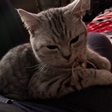 猫咪西西