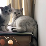 兩隻貓