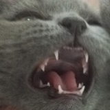 今天虎虎又揍煤