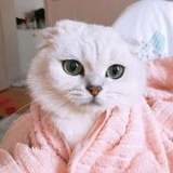爱上长颈鹿的猫
