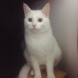 牛奶