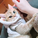 一只卡比猫