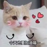 小霸王龙🦖