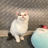 大白的铲屎官