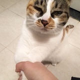 葡萄籽