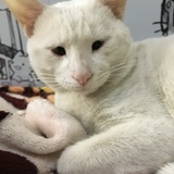 猫耳朵