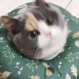 秋日战士autumn 