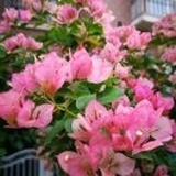 🇨🇳  栀子花开