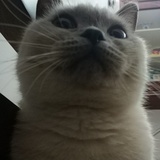 辛儿