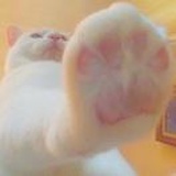 小野猫i