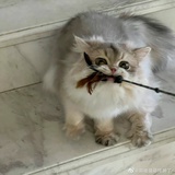 圆
