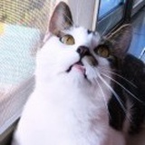 猫胖子