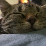 Timo~酱