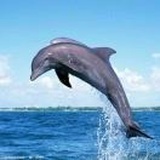 dolphin