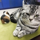 油猫饼0116