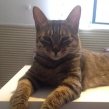 南城有只猫