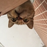 小A