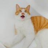 豆花