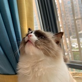 小可爱