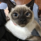 倩影