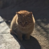 面团会涨价