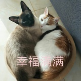 小坏猫s