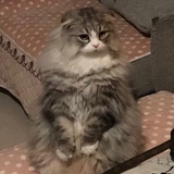 tori
