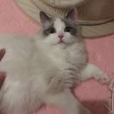 啾咪是个小阔爱
