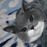 yingsu