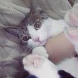 小蚊子
