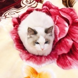 蕾蕾