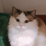 杳杳