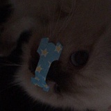 牛蓝山牛蓝猫