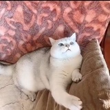 汉堡大懒猫