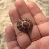 粗枝大叶