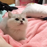 图图🐱