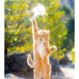 追着风跑的狗尾巴草