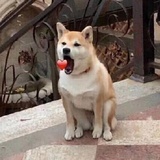 勤奋的小蜜蜂