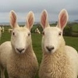 小羊🐑FM
