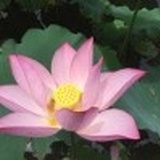 且行且停ING