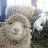 ヒカリ
