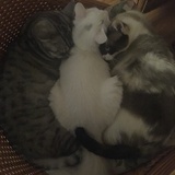 五毛路得墨点