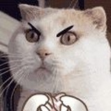 猫爪印儿