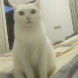 阿狸亲妈