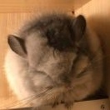 薇拉