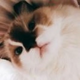 王
