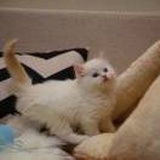 锁宫秋丶