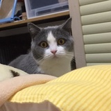 青鳞