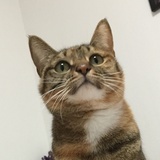 小锁很忙