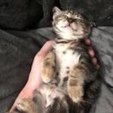 呼呼